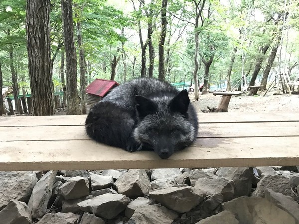Rubah dianggap sebagai salah satu hewan sakral di Jepang. Mereka dianggap pembawa keberuntungan dan kemakmuran (Instagram/mika426) Rubah dianggap sebagai salah satu hewan sakral di Jepang. Mereka dianggap pembawa keberuntungan dan kemakmuran (Instagram/mika426)