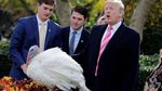 Foto: Saat Trump Ampuni Drumstick Si Kalkun