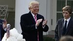 Foto: Saat Trump Ampuni Drumstick Si Kalkun