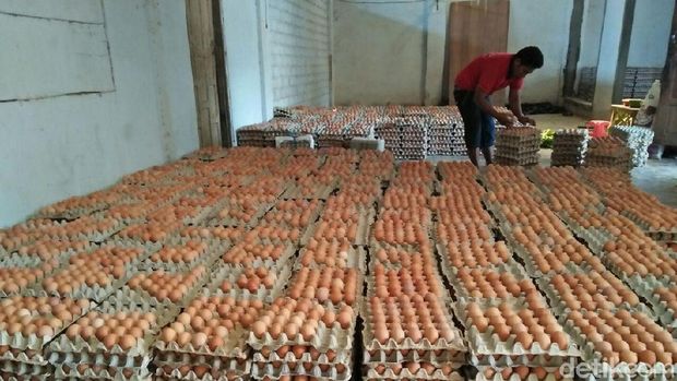 Peternak ayam di Blitar/