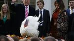 Foto: Saat Trump Ampuni Drumstick Si Kalkun
