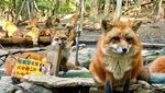 Foto: Desa yang Penghuninya Rubah di Jepang, Gemas Nggak?