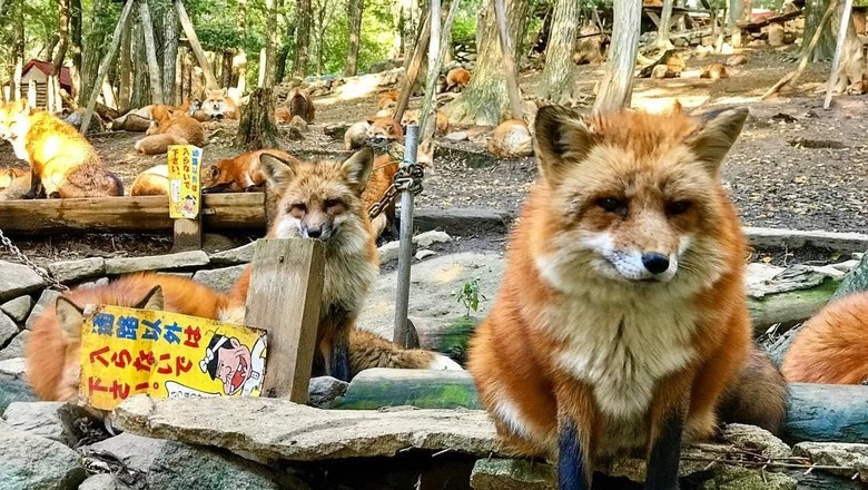 Zao Fox Village (Instagram/claireyus) Zao Fox Village (Instagram/claireyus)