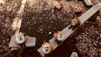 Adalah Zao Fox Village, sebuah wilayah yang terletak di kaki Gunung Shiroishi, Miyagi, Jepang (Instagram/g931201)
