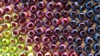Tapi ada kalanya Wright menunggu waktu yang tepat. Seperti saat ia menantikan musim yang sesuai untuk buah blueberry aneka warna ini. Foto: Brittany Wright