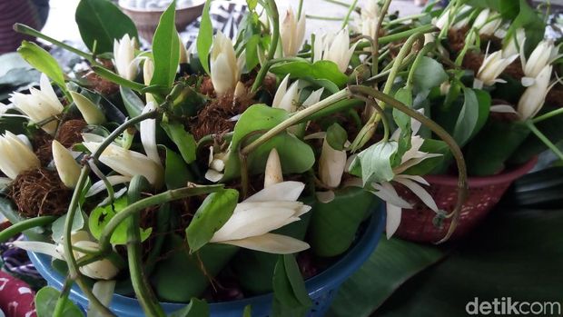 Kinang yang banyak dijual siang ini di Masjid Agung Surakarta. 