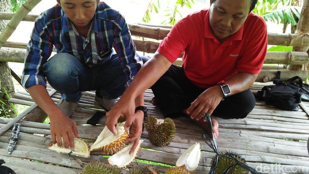 Begini Nikmatnya Durian Criwik dari Rembang yang Bikin Nagih