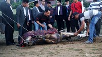 Petugas membuat kubangan kecil yang digunakan untuk menampung darah kerbau.