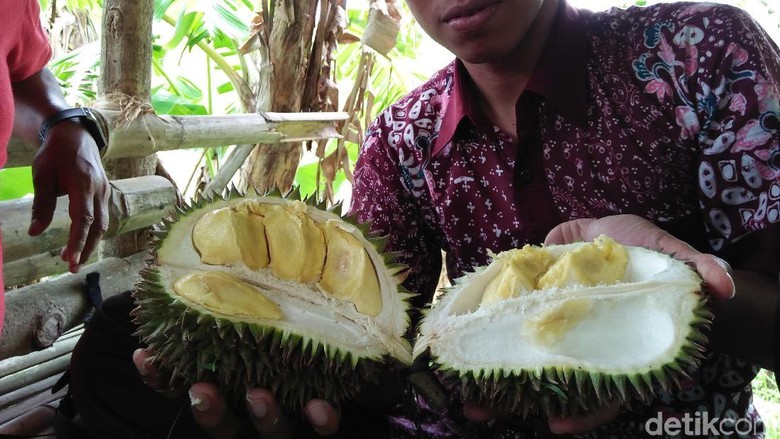 Begini Nikmatnya Durian Criwik dari Rembang yang Bikin Nagih Begini Nikmatnya Durian Criwik dari Rembang yang Bikin Nagih