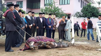 Foto: Prosesi Sembelih Kerbau di Pesta Adat Kahiyang-Bobby