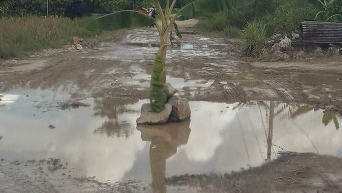 Jalanan di Ibu Kota Kaltara Rusak, Warga Tanam Pohon Pisang