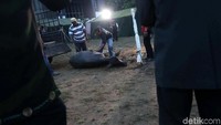 Prosesi pemotongan kerbau dilakukan di lapangan dekat kediaman keluarga Bobby di Bukit Hijau Regency Taman Setiabudi (BHR Tasbi), Medan, Sumut.