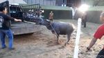 Foto: Prosesi Sembelih Kerbau di Pesta Adat Kahiyang-Bobby