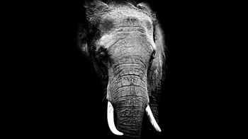 Sejak berusia 6 tahun, Robert sudah mulai berkenalan dengan kamera dan merekam beberapa objek hewan. Foto: Robert Irwin