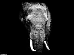 Potret Hewan Buas Mengagumkan Karya Bocah 13 Tahun