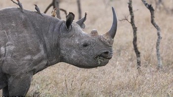 Di usianya yang masih muda ia mampu mengambil angle foto hewan yang pas. Foto: Robert Irwin