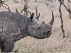 Potret Hewan Buas Mengagumkan Karya Bocah 13 Tahun