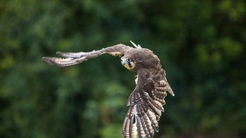 Ia juga kerap diundang ke beberapa stasiun televisi di Amerika Serikat. Foto: Robert Irwin