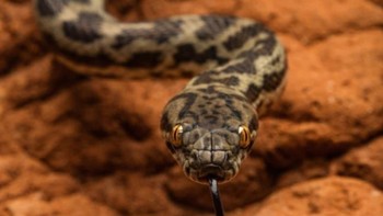 Menurutnya potret kehidupan hewan liar ini terlihat lebih eksotis ketika berada di habitatnya sendiri. Foto: Robert Irwin