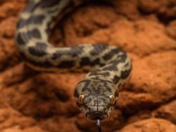 Potret Hewan Buas Mengagumkan Karya Bocah 13 Tahun