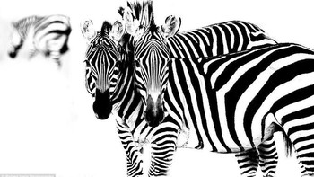 Dunia pun berduka terutama bagi pecinta hewan liar. Meski sudah meninggal, namun jejaknya diikuti oleh sang anak Robert Irwin.  Foto: Robert Irwin