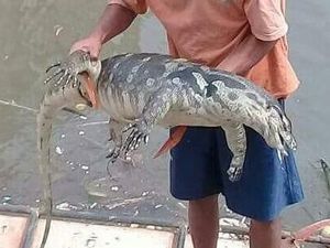 Biawak yang Ditemukan di Sungai Ciliwung Dipelihara Warga