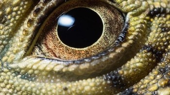 Steve juga merupakan pembawa acara TV seputar hewan liar di Australia dan juga memiliki dan mengelola kebun binatang yang terletak di Beerwah, Queensland, Australia. Foto: Robert Irwin