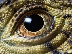 Potret Hewan Buas Mengagumkan Karya Bocah 13 Tahun