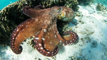 Di dunia sosial media ia pun kerap membagikan hasil fotonya yang sudah diikuti ratusan ribu followers. Foto: Robert Irwin