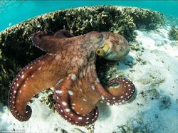 Potret Hewan Buas Mengagumkan Karya Bocah 13 Tahun