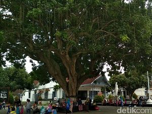 Pohon Gada Ini Hanya Ada di Tiga Tempat di Indonesia