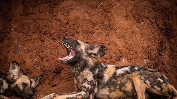 Untuk lebih banyak foto lagi bisa intip di Instagramnya @robertirwinphotography. Foto: Robert Irwin