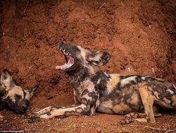 Potret Hewan Buas Mengagumkan Karya Bocah 13 Tahun