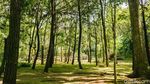 Ayo Rekreasi ke Hutan di Tengah Tangsel