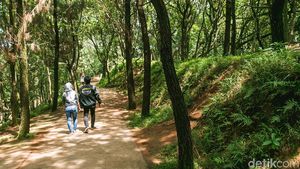 Ayo Rekreasi ke Hutan di Tengah Tangsel