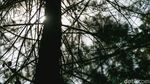 Ayo Rekreasi ke Hutan di Tengah Tangsel