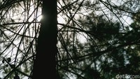 Rindangnya pepohonan menjadi payung teduh bagi para pengunjung yang ingin menghindari panasnya sinar matahari.