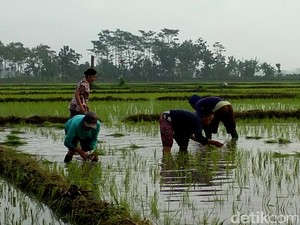 Lebih 25 Hektare Sawah di Blitar Belum Tercover Asuransi