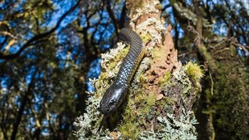 Kini di usia 13-nya, Robert sudah membuat banyak orang kagum dengan karyanya. Foto: Robert Irwin