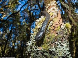 Potret Hewan Buas Mengagumkan Karya Bocah 13 Tahun