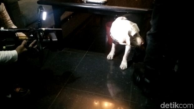 Melihat Aksi Anjing Dora dan Bule Saat Razia Kelab Malam di Bekasi
