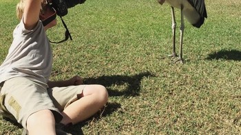 Buah Jatuh tak Jauh dari Pohonnya ungkapan yang cocok bagi Robert karena sama dengan sang ayah yang memliki naluri kecintaan terhadap hewan liar. Lihat saja aksinya yang mirip dengan sang ayah. Foto: Robert Irwin