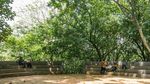 Ayo Rekreasi ke Hutan di Tengah Tangsel