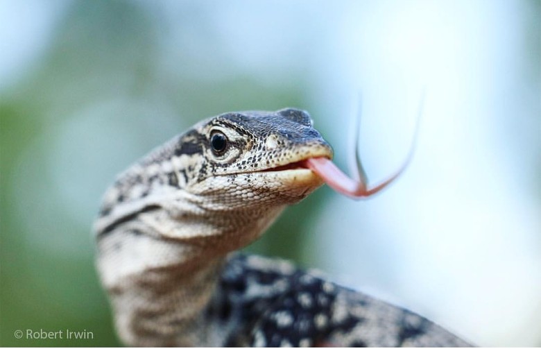 Potret Hewan Buas Mengagumkan Karya Bocah 13 Tahun Foto 3