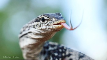 Namun pada tahun 2006 saat membuat film dokumenter di Great Barrier Reef. Steve mengalami kecelakaan, ia tersengat racun dari ikan pari yang merenggut nyawanya. Foto: Robert Irwin