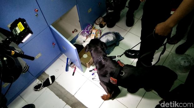 Ini Dora si anjing Rottweiler pengendus narkotika di kelab malam dan karaoke di Bekasi