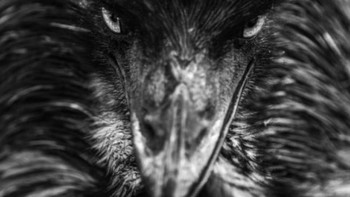 Saat masih kecil Robert juga sering diajak oleh ayahnya ke tempat bekerja. Foto: Robert Irwin