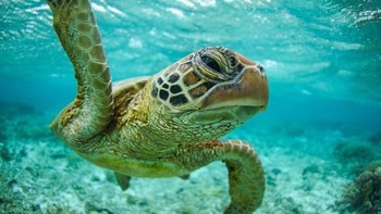 Robert pun piawai mengambil foto hewan yang di hidup di dalam air. Foto: Robert Irwin