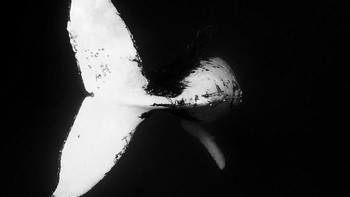 Potret hitam putih ekor ikan paus. Foto: Robert Irwin