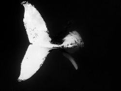 Potret Hewan Buas Mengagumkan Karya Bocah 13 Tahun